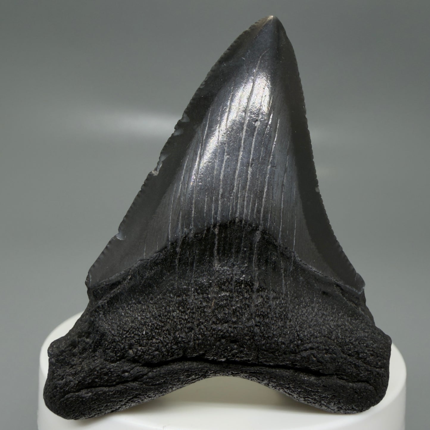 Front View 2.43" Dark colors Fossil Megalodon Tooth – South Carolina River Find | Authentic CM6131