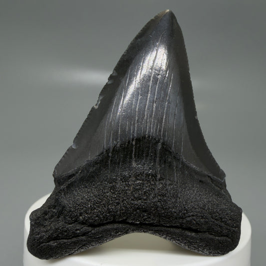 Front View 2.43" Dark colors Fossil Megalodon Tooth – South Carolina River Find | Authentic CM6131
