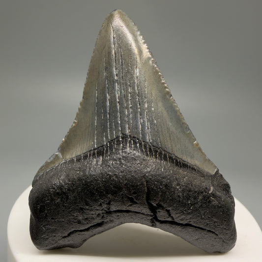 Front View 2.44" Colorful Fossil Megalodon Tooth – South Carolina River Find | Authentic Megalodon Tooth CM5493