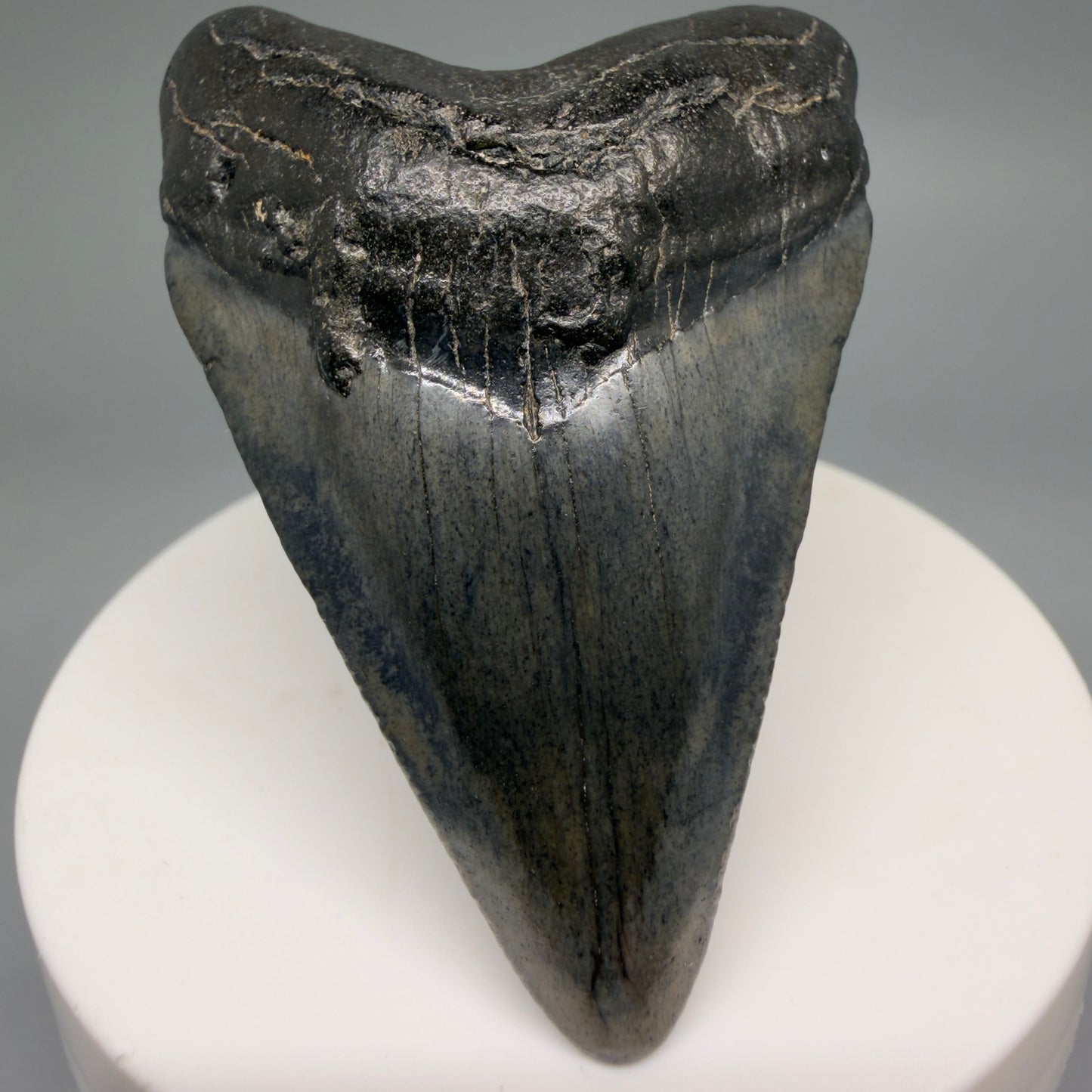 Front View 2.45" Colorful Fossil Megalodon Tooth – South Carolina River Find | Authentic Megalodon Tooth CM6550