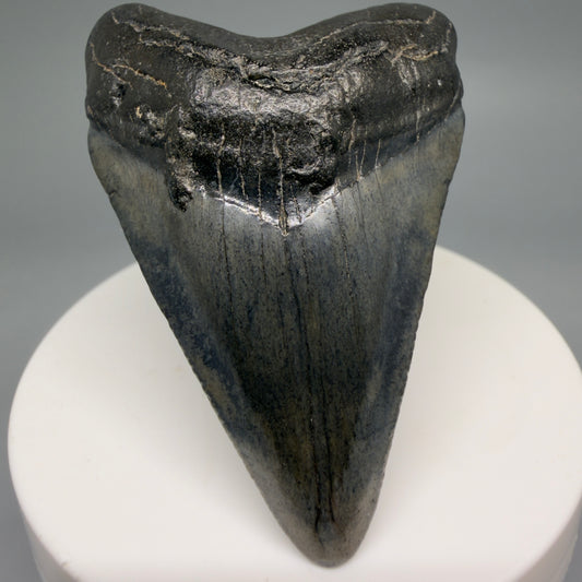 Front View 2.45" Colorful Fossil Megalodon Tooth – South Carolina River Find | Authentic Megalodon Tooth CM6550