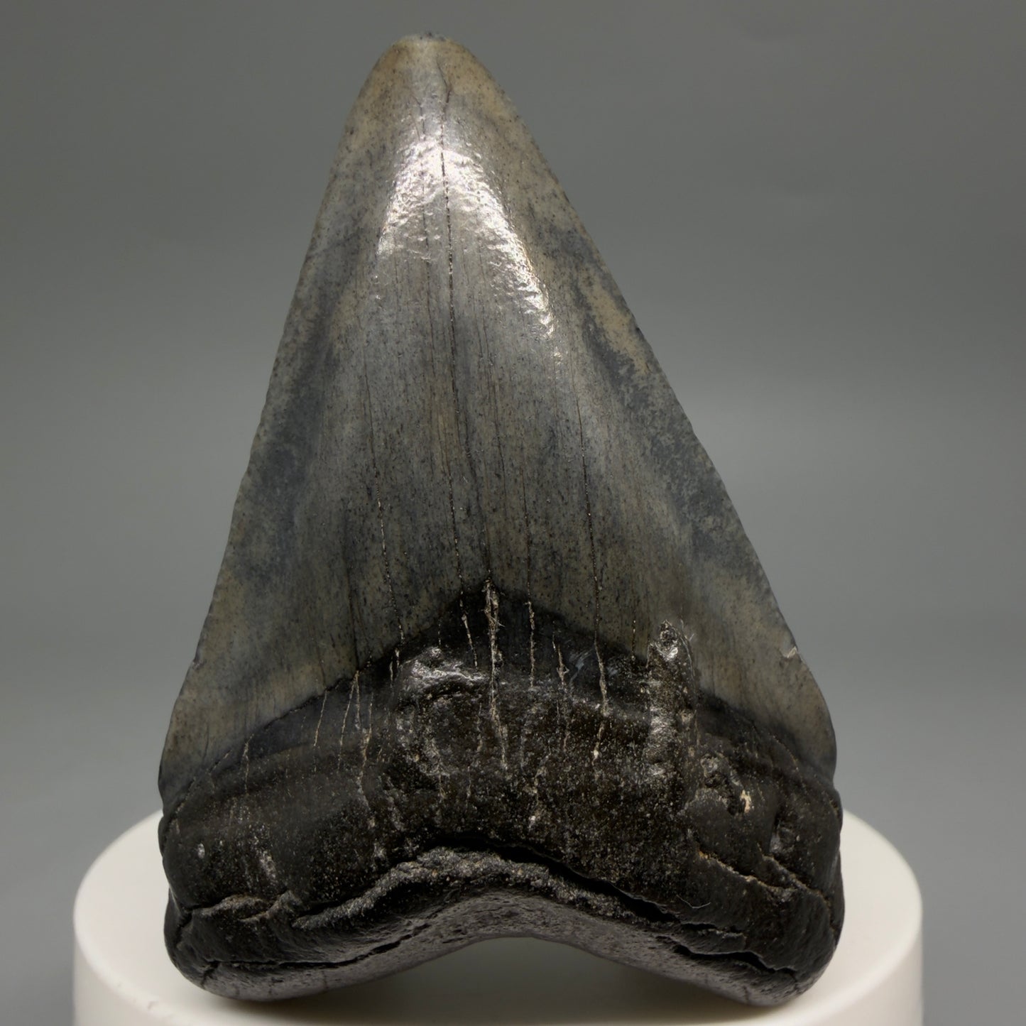 Front View 2.45" Colorful Fossil Megalodon Tooth – South Carolina River Find | Authentic Megalodon Tooth CM6550 - 1