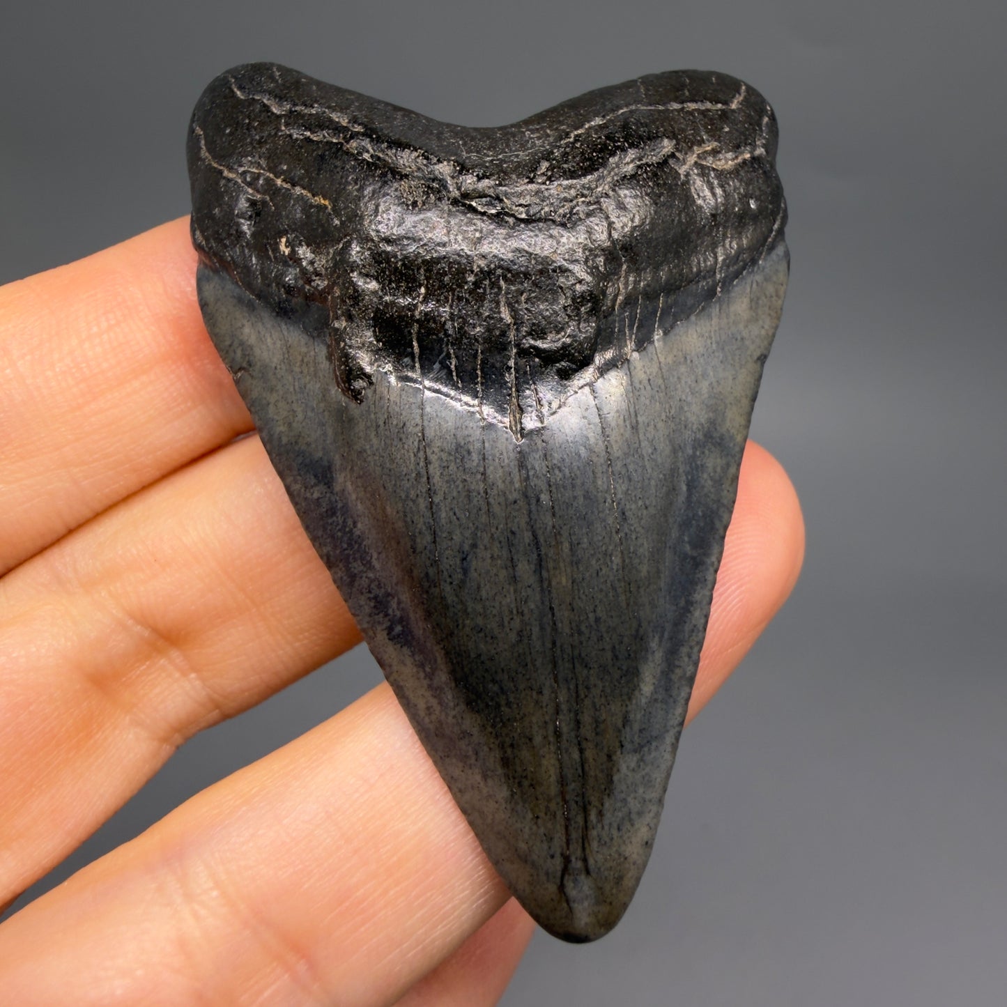 Front View 2.45" Colorful Fossil Megalodon Tooth – South Carolina River Find | Authentic Megalodon Tooth CM6550 - 2
