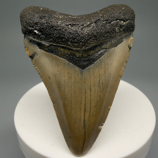 Front View 2.45" Fossil Megalodon Tooth - Authentic Carcharocles megalodon Fossil from North Carolina CM5597 