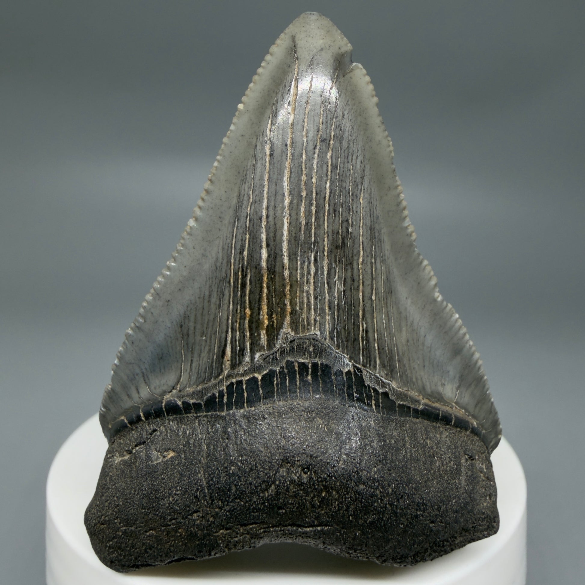 Front View 2.48" Dark colors Fossil Megalodon Tooth – South Carolina River Find | Authentic CM6351
