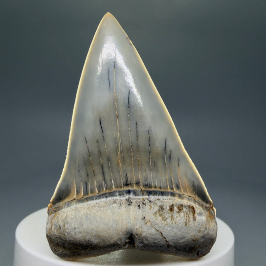Front View 2.48" Fossil Extinct Mako - Isurus hastalis Shark Tooth from Ica, Peru - Outstanding!! M603
