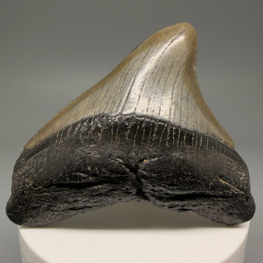 Front View 2.49" Posterior Fossil Megalodon Tooth – South Carolina River Find | Authentic Megalodon Tooth CM5628
