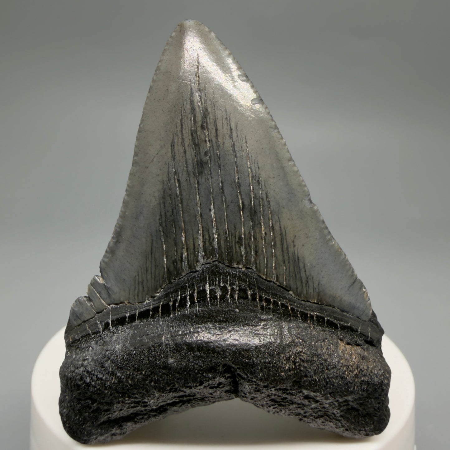 Front View 2.50" Colorful Fossil Megalodon Tooth – South Carolina River Find | Authentic CM6486 - 1