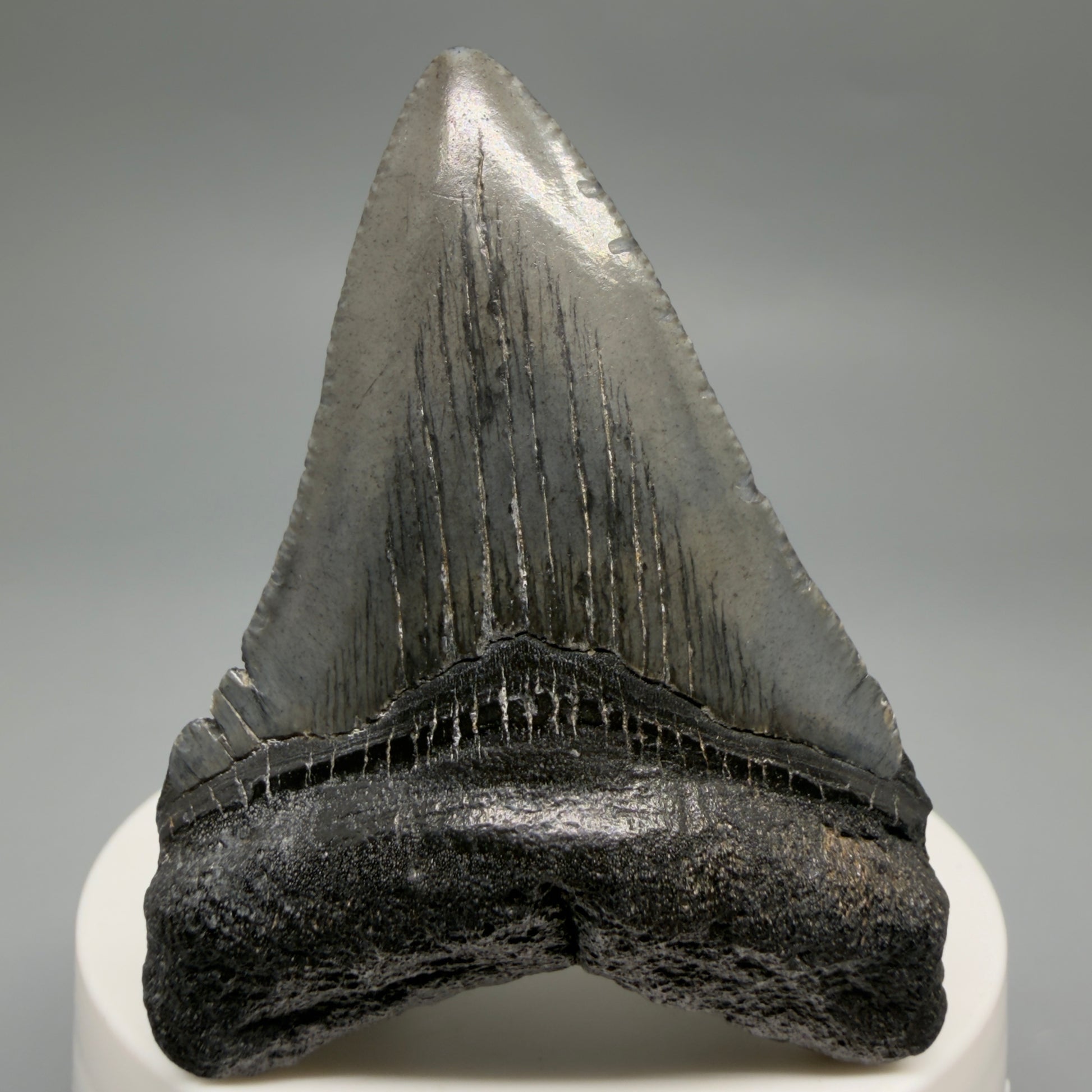 Front View 2.50" Colorful Fossil Megalodon Tooth – South Carolina River Find | Authentic CM6486 - 1