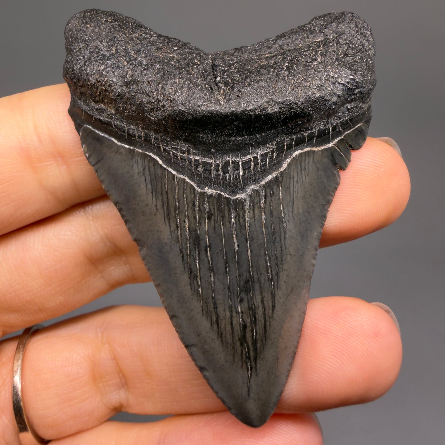 Front View 2.50" Colorful Fossil Megalodon Tooth – South Carolina River Find | Authentic CM6486