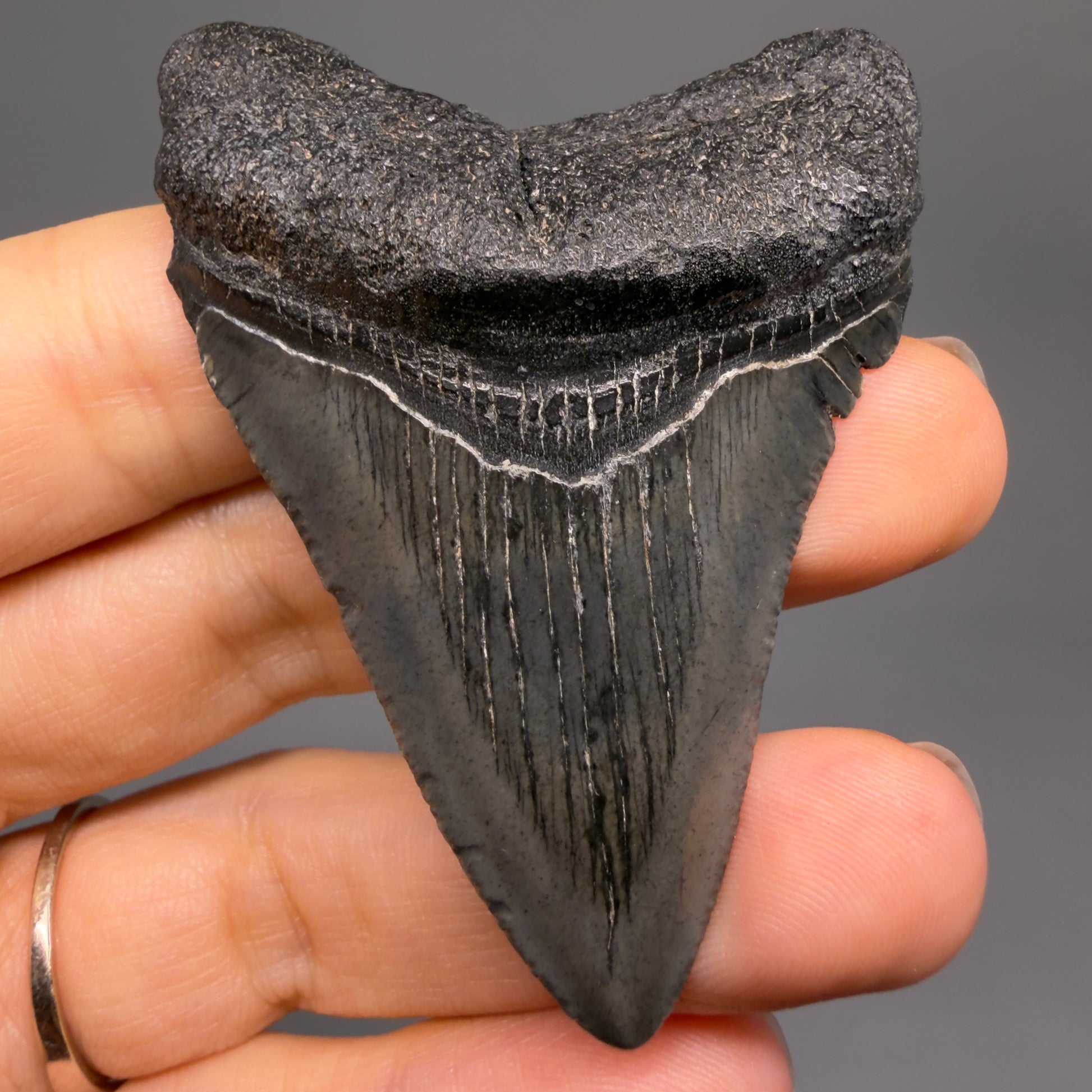 Front View 2.50" Colorful Fossil Megalodon Tooth – South Carolina River Find | Authentic CM6486