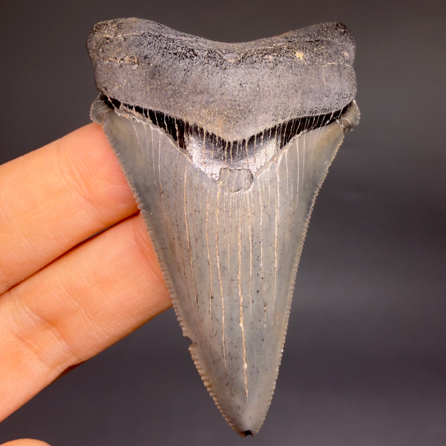 Front View 2.52" Serrated Fossil Carcharocles angustidens Shark Tooth from South Carolina AN469 - 1