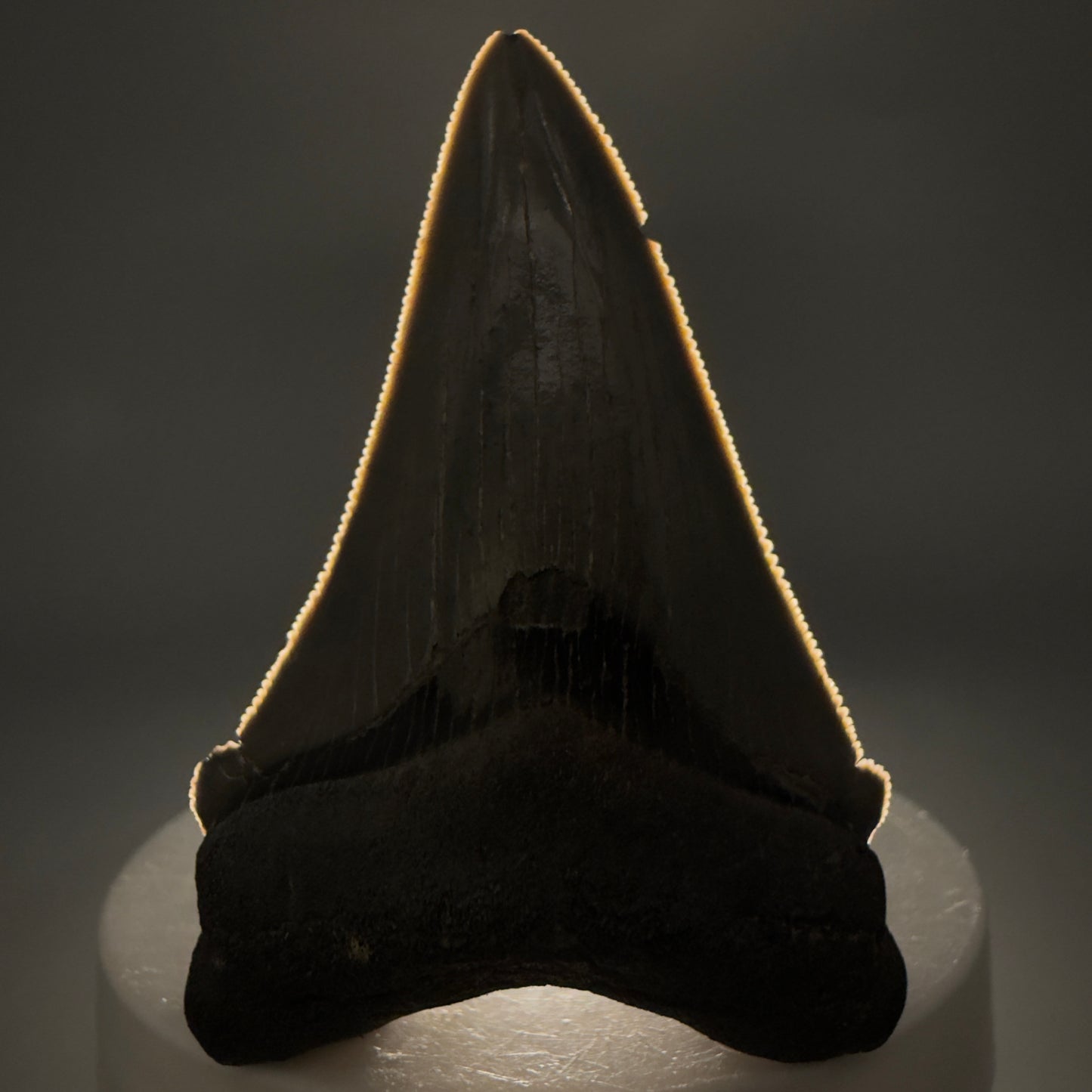 Front View 2.52" Serrated Fossil Carcharocles angustidens Shark Tooth from South Carolina AN469 - 2