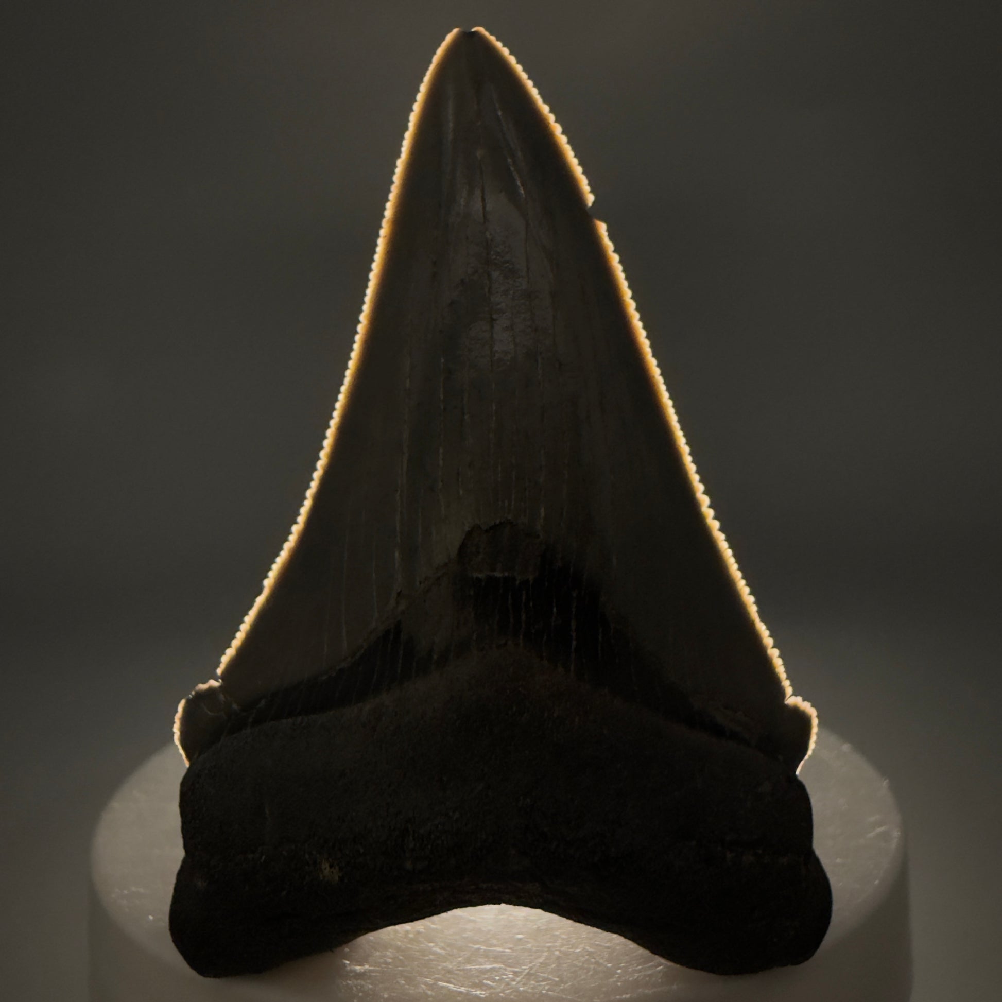 Front View 2.52" Serrated Fossil Carcharocles angustidens Shark Tooth from South Carolina AN469 - 2