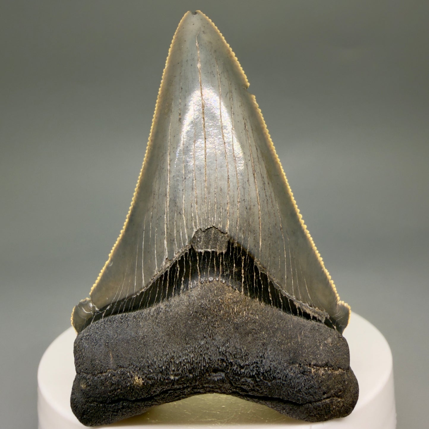 Front View 2.52" Serrated Fossil Carcharocles angustidens Shark Tooth from South Carolina AN469 - 3