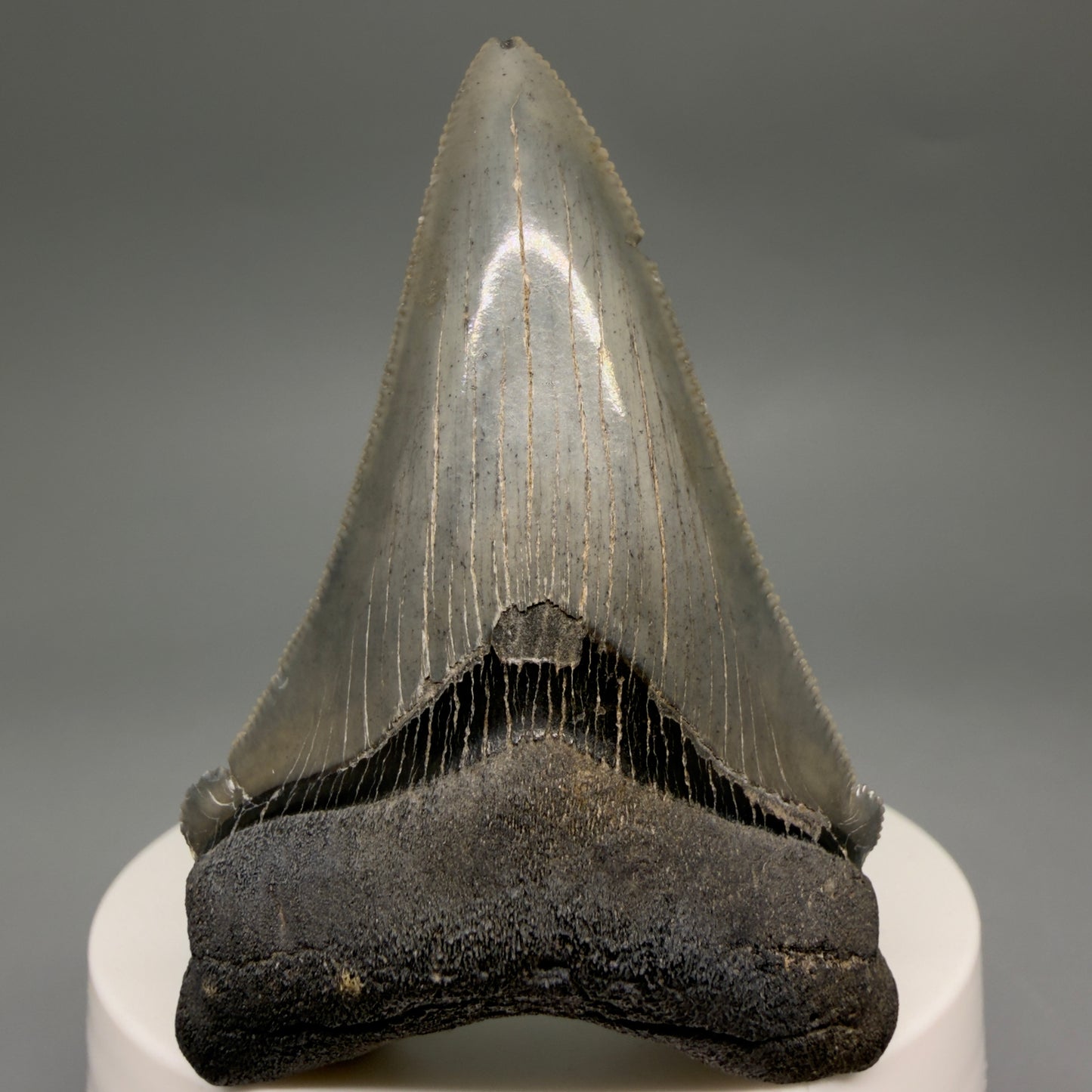 Front View 2.52" Serrated Fossil Carcharocles angustidens Shark Tooth from South Carolina AN469