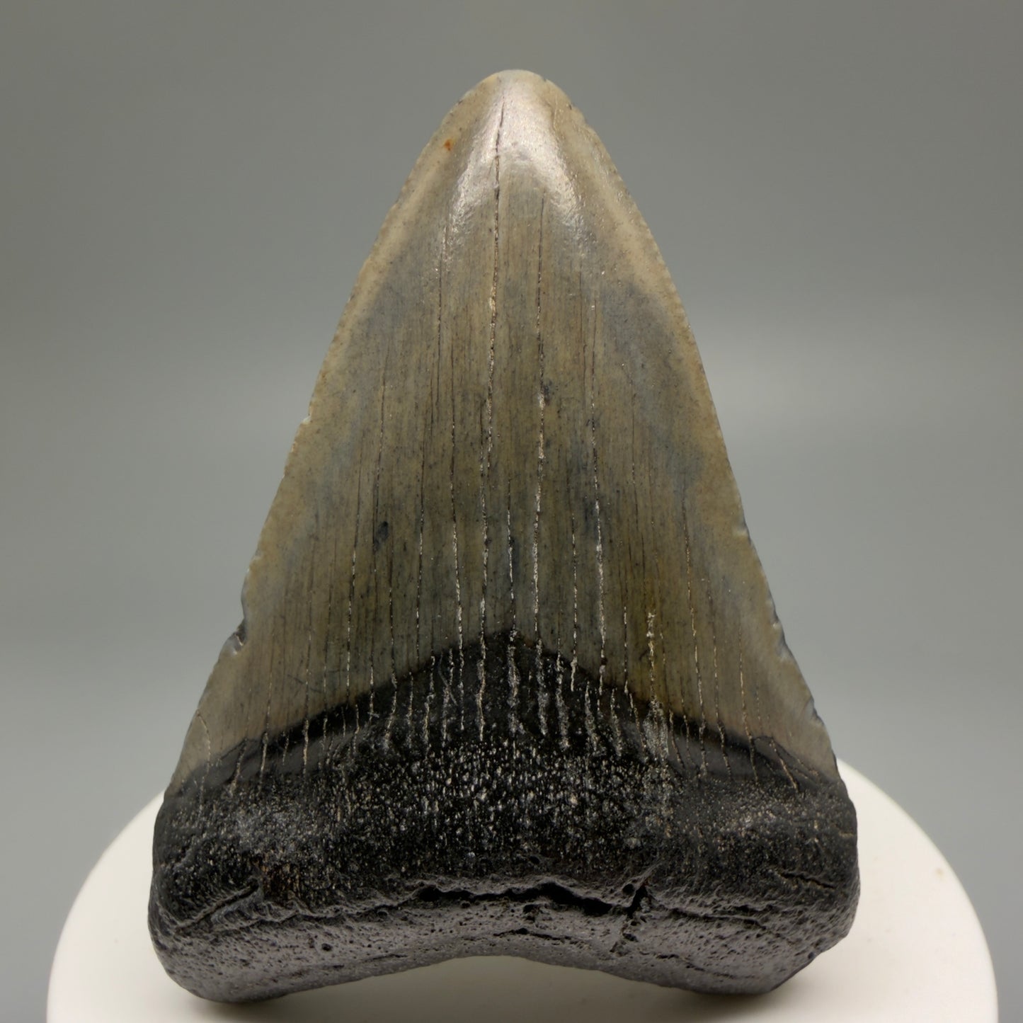 Front View 2.54" Heart Shaped Fossil Megalodon Tooth – South Carolina River Find | Authentic Megalodon Tooth CM5559 