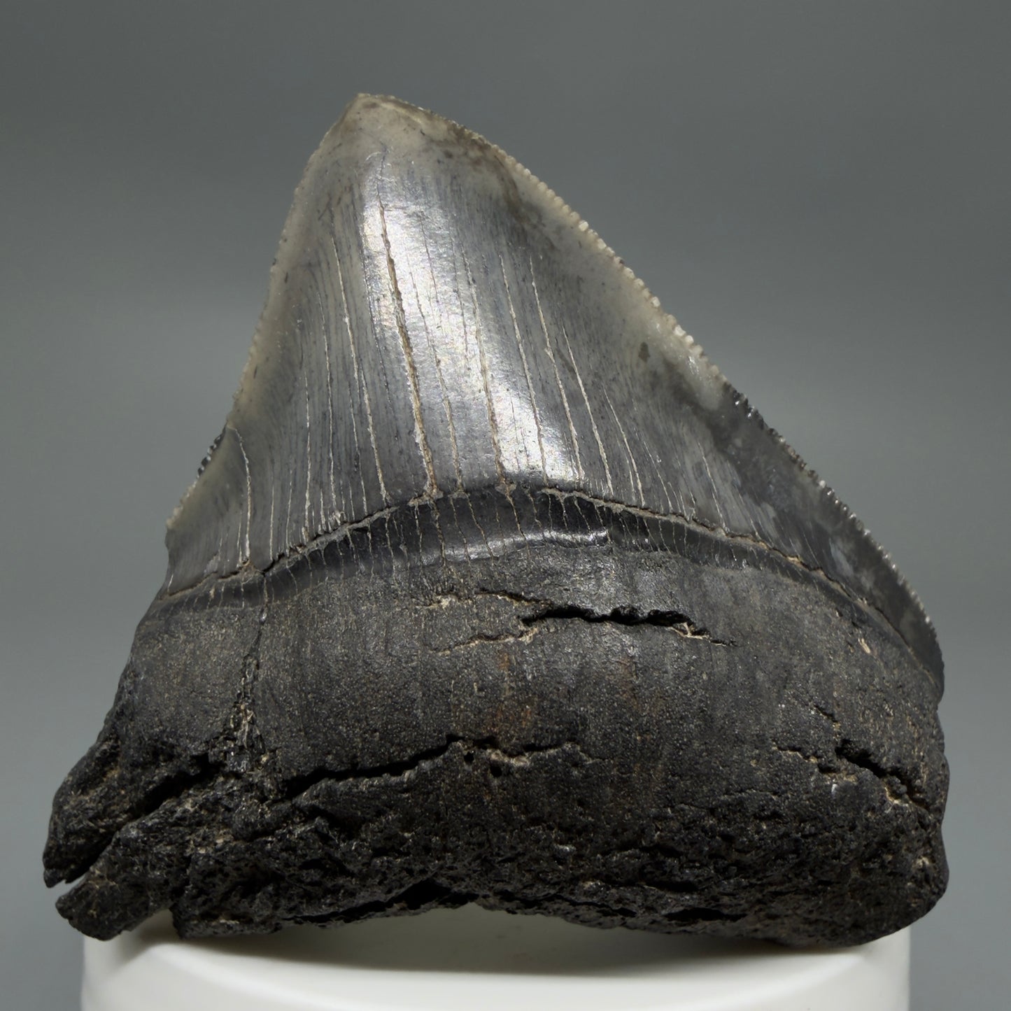 Front View 2.54" Lateral Fossil Megalodon Tooth – South Carolina River Find | Authentic CM220