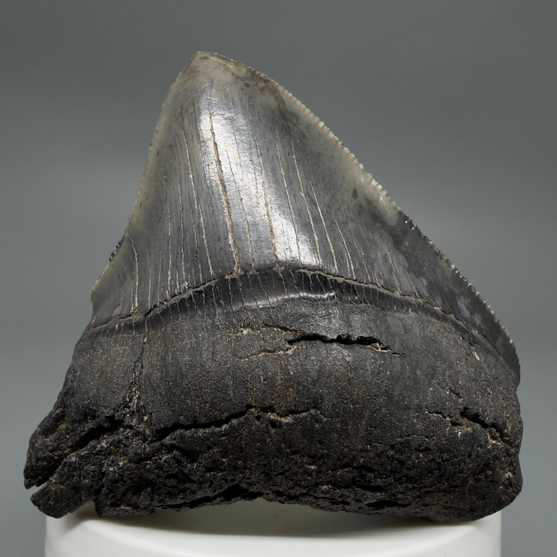 Front View 2.54" Lateral Fossil Megalodon Tooth – South Carolina River Find | Authentic CM220