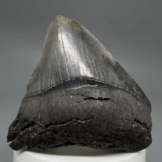 Front View 2.54" Lateral Fossil Megalodon Tooth – South Carolina River Find | Authentic CM220