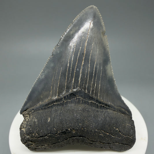 Front View 2.55" Serrated Fossil Megalodon Tooth – South Carolina River Find | Authentic Megalodon Tooth CM5868