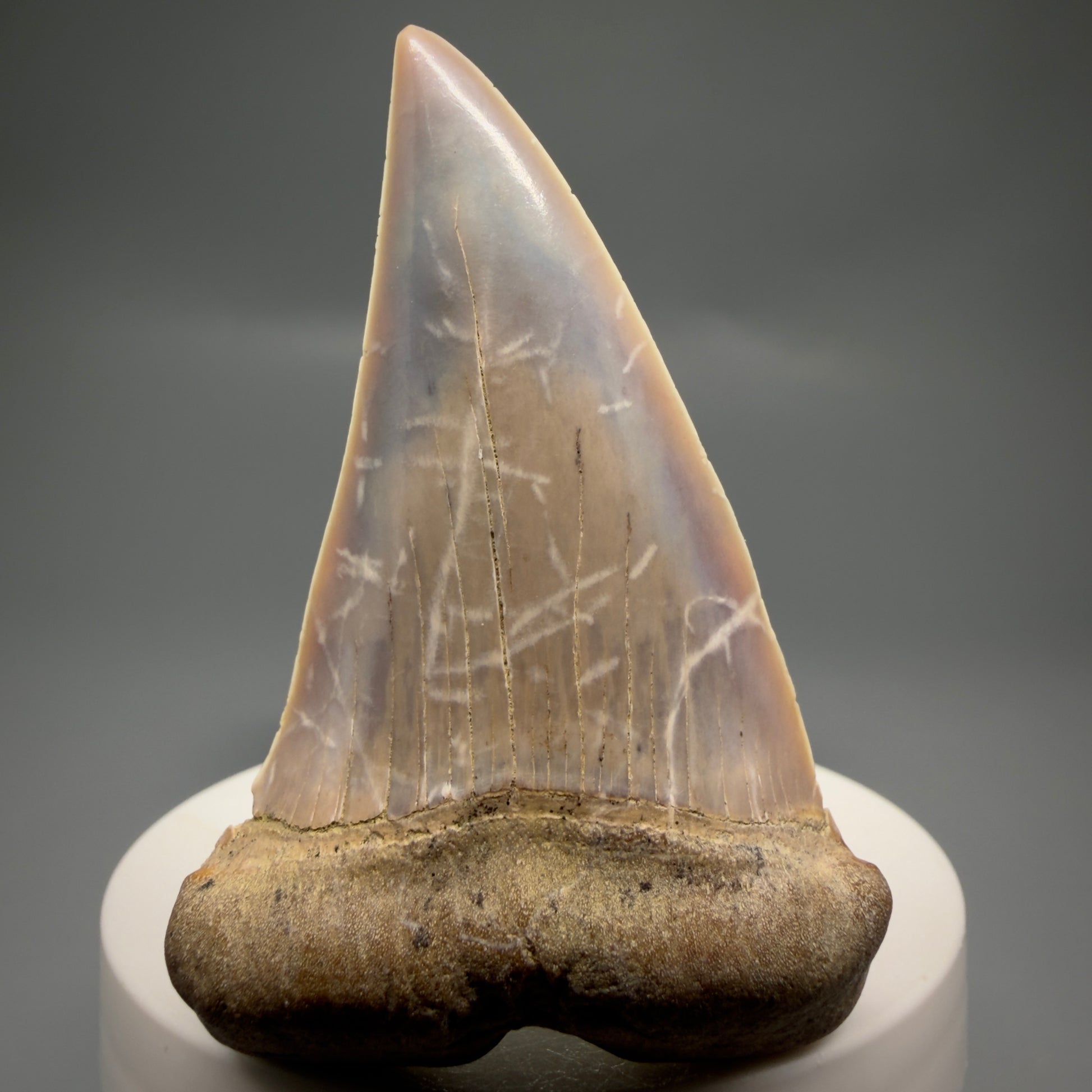 Front View 2.56" Fossil Extinct Mako - Isurus hastalis Shark Tooth - Bakersfield, CA - Large, colorful M612