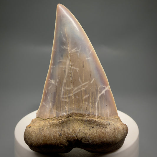 Front View 2.56" Fossil Extinct Mako - Isurus hastalis Shark Tooth - Bakersfield, CA - Large, colorful M612