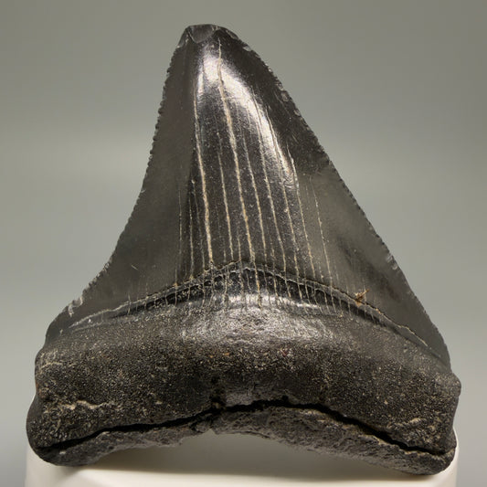 Front View 2.57" Dark Colors Fossil Megalodon Tooth – South Carolina River Find | Authentic Megalodon Tooth CM5496