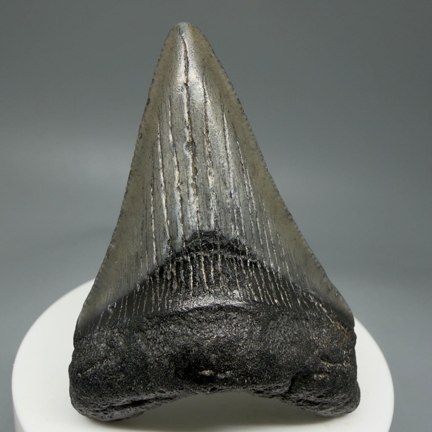 Front View 2.58" Dark colors Fossil Megalodon Tooth – South Carolina River Find | Authentic Megalodon Tooth CM5805