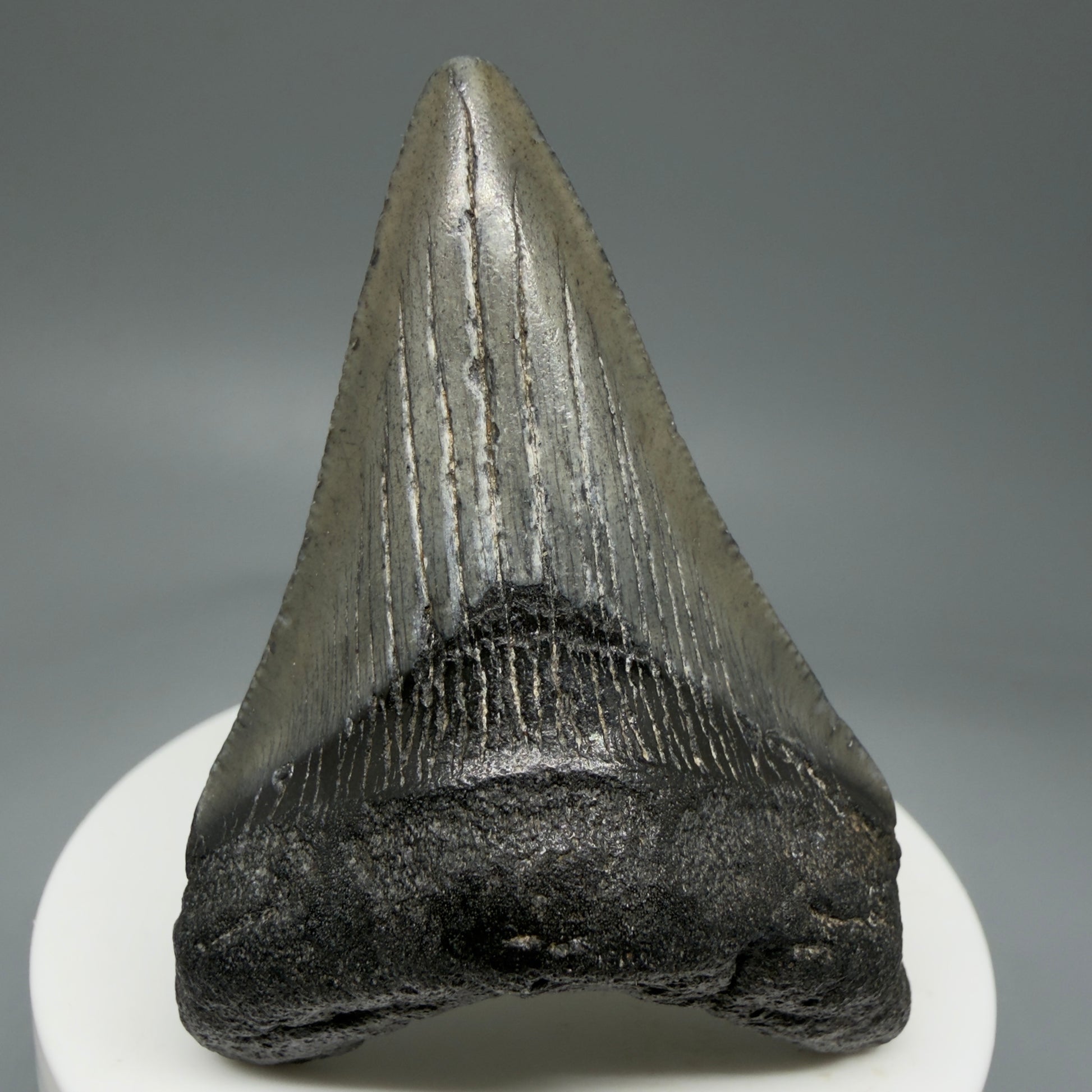 Front View 2.58" Dark colors Fossil Megalodon Tooth – South Carolina River Find | Authentic Megalodon Tooth CM5805