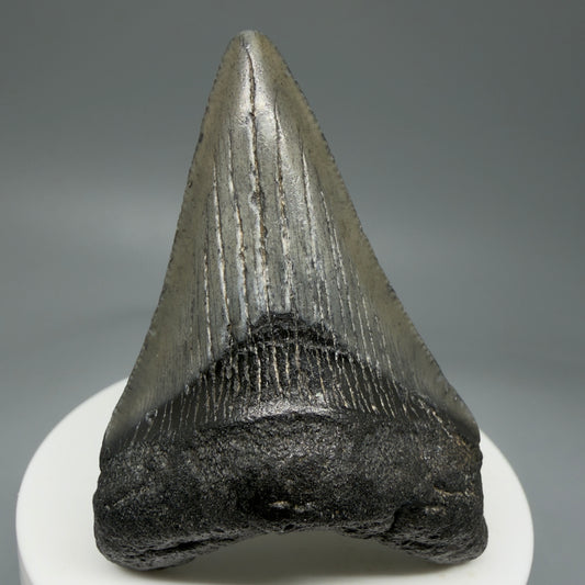 Front View 2.58" Dark colors Fossil Megalodon Tooth – South Carolina River Find | Authentic Megalodon Tooth CM5805