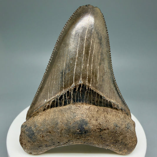 Front View 2.58" Fossil Megalodon Shark Tooth - Georgia - brown/serrated CM5859