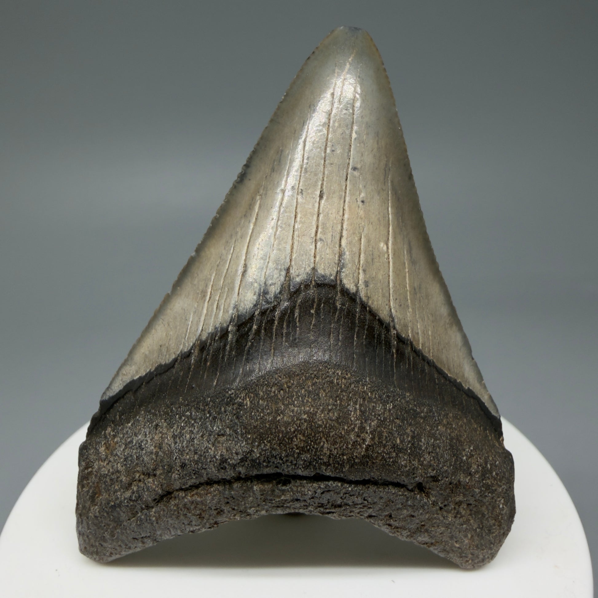 Front View 2.62" Colorful Fossil Megalodon Tooth – South Carolina River Find | Authentic Megalodon Tooth CM6034