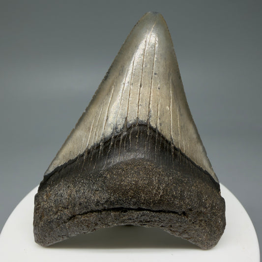 Front View 2.62" Colorful Fossil Megalodon Tooth – South Carolina River Find | Authentic Megalodon Tooth CM6034