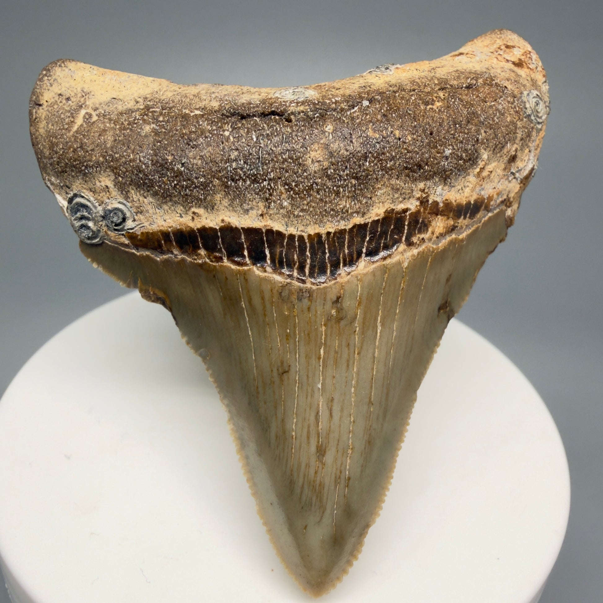 Front View 2.62" Fossil Megalodon Tooth - Authentic Carcharocles megalodon Fossil from North Carolina CM5450 