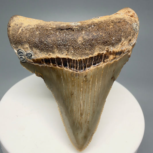 Front View 2.62" Fossil Megalodon Tooth - Authentic Carcharocles megalodon Fossil from North Carolina CM5450 