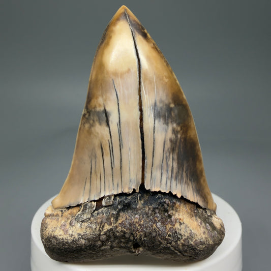 Front View 2.63" Colorful Fossil Extinct Mako - Isurus hastalis Shark Tooth from Ica, Peru - Large C602