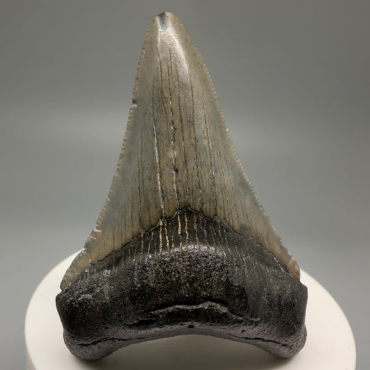 Front View 2.63" Colorful Fossil Megalodon Tooth – South Carolina River Find | Authentic Megalodon Tooth CM5558 
