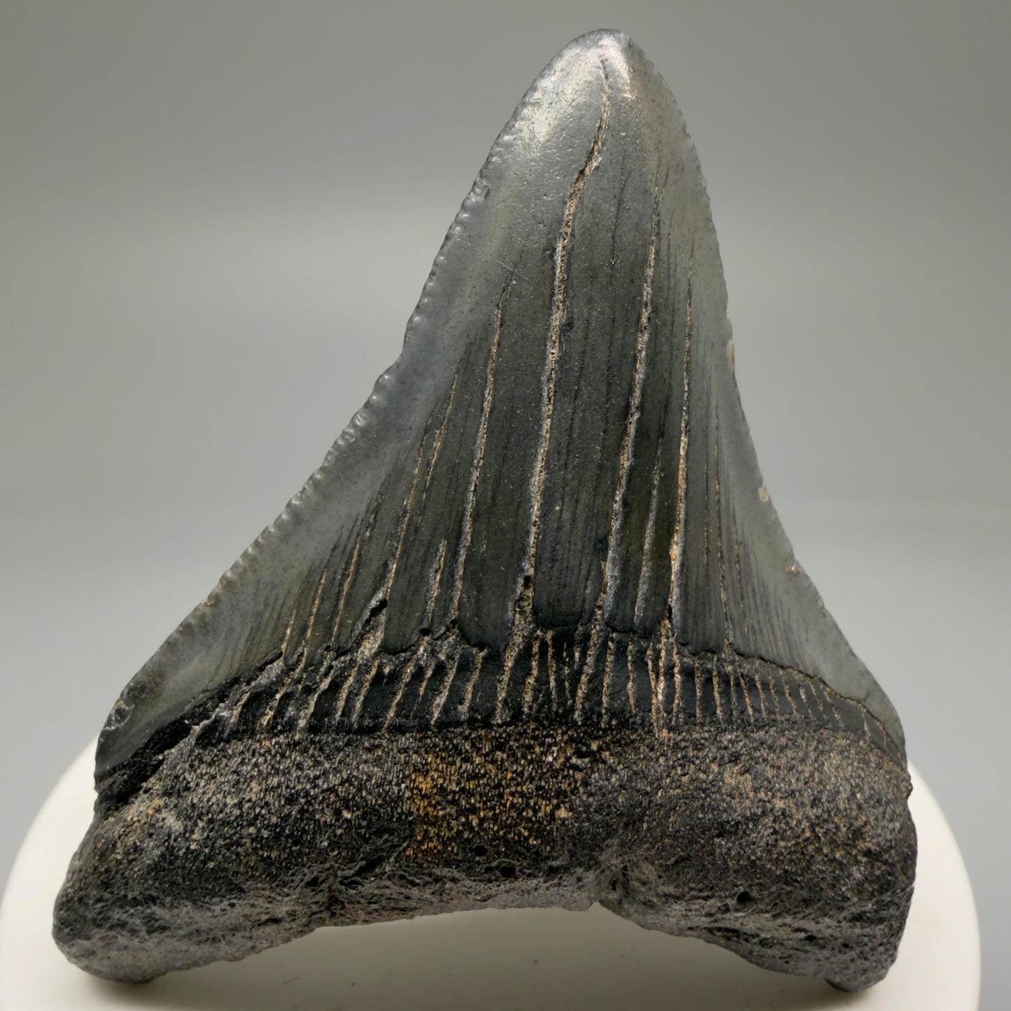 Front View 2.63" Dark Colors Fossil Megalodon Tooth – South Carolina River Find | Authentic Megalodon Tooth CM5758 