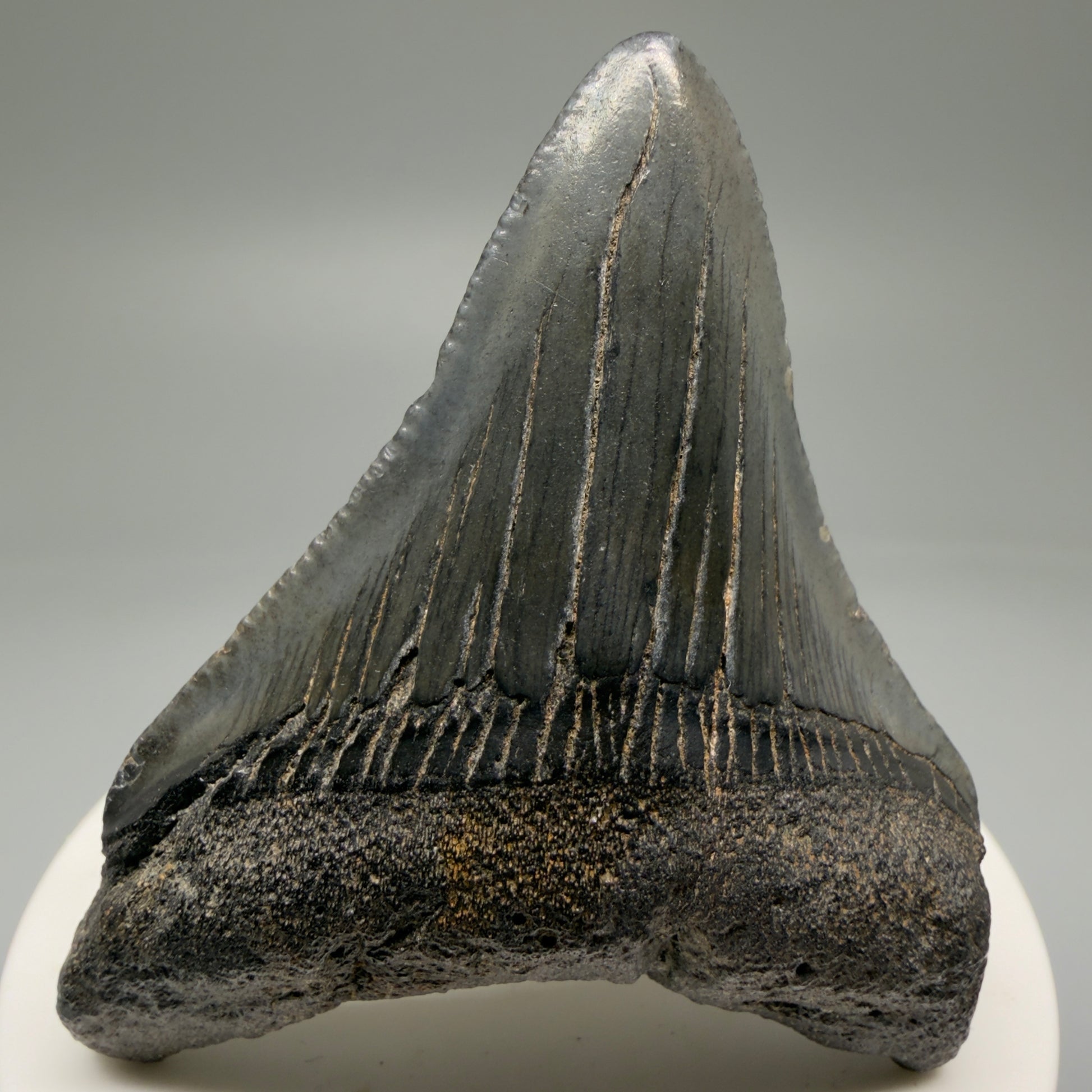Front View 2.63" Dark Colors Fossil Megalodon Tooth – South Carolina River Find | Authentic Megalodon Tooth CM5758 