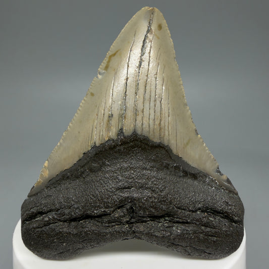 Front View 2.64" Fossil Megalodon Tooth - Authentic Carcharocles megalodon Fossil from North Carolina CM5939 
