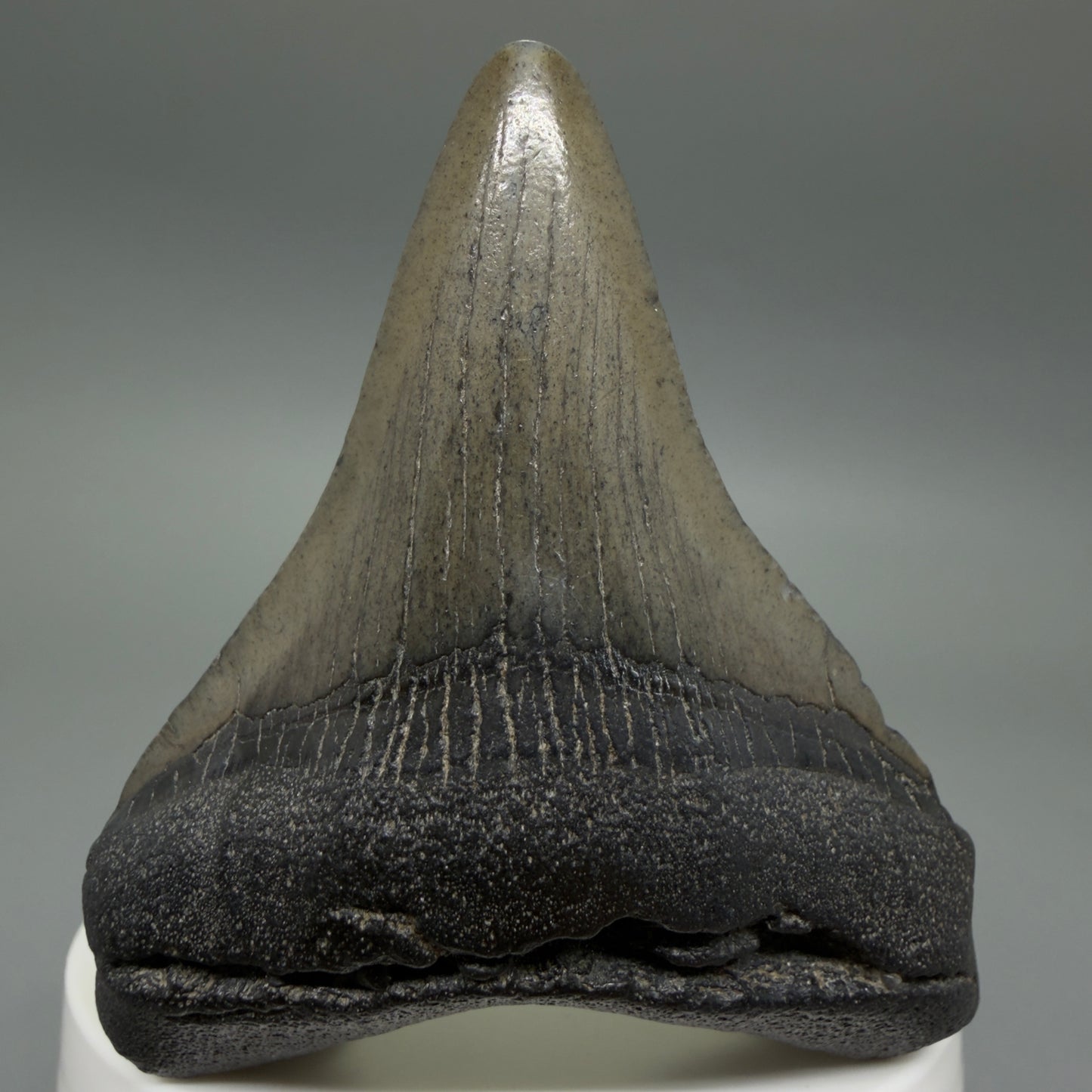 Front View 2.66" Colorful Fossil Megalodon Tooth – South Carolina River Find | Authentic CM6399