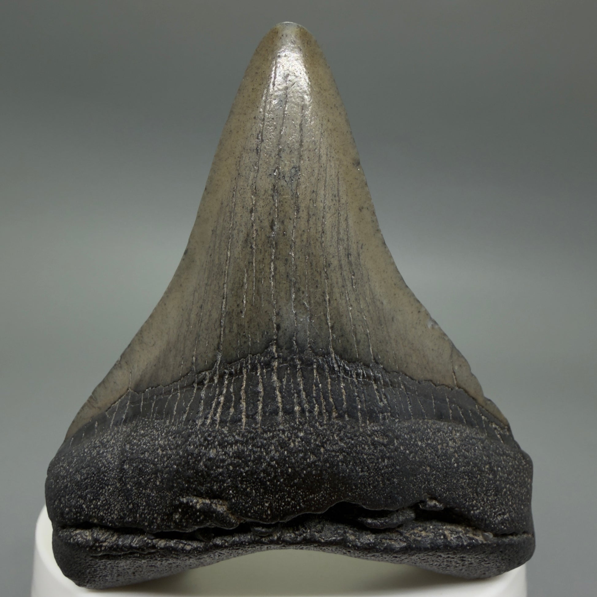 Front View 2.66" Colorful Fossil Megalodon Tooth – South Carolina River Find | Authentic CM6399