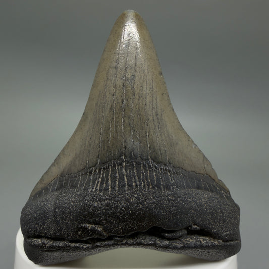 Front View 2.66" Colorful Fossil Megalodon Tooth – South Carolina River Find | Authentic CM6399