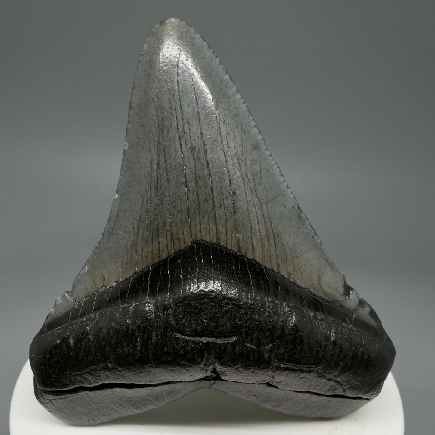 Front View 2.68" Colorful Fossil Megalodon Tooth – South Carolina River Find | Authentic Megalodon Tooth CM5806