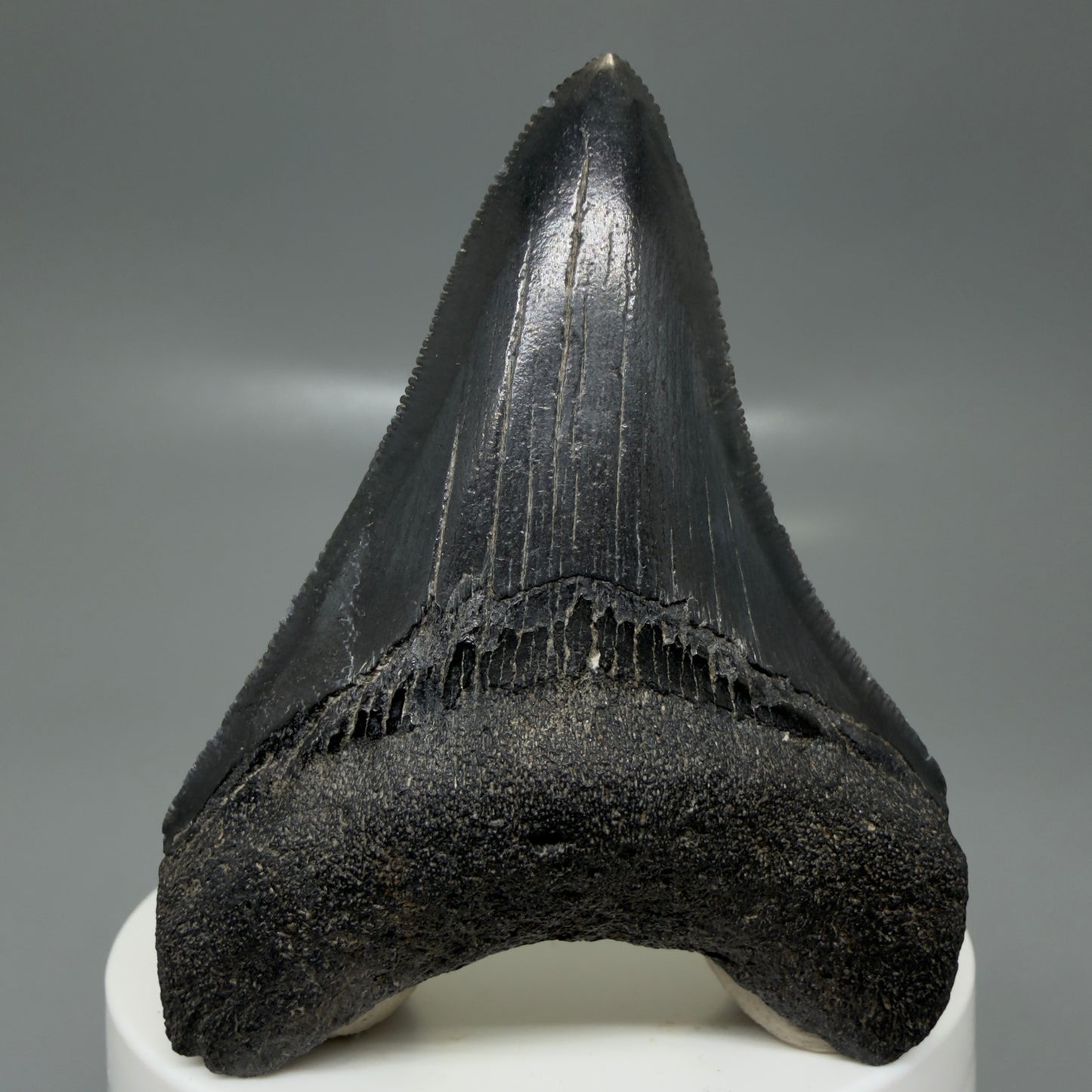 Front View 2.68" Dark colors Fossil Megalodon Tooth – South Carolina River Find | Authentic CM6133
