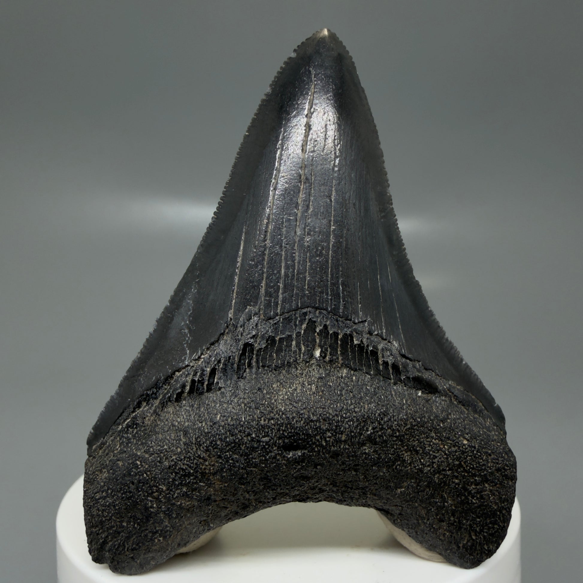 Front View 2.68" Dark colors Fossil Megalodon Tooth – South Carolina River Find | Authentic CM6133