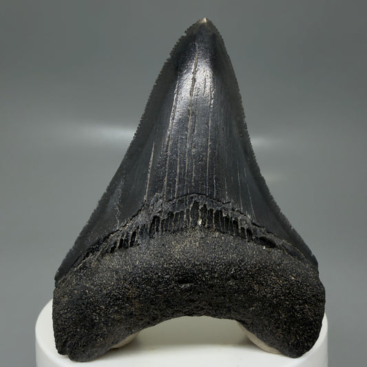 Front View 2.68" Dark colors Fossil Megalodon Tooth – South Carolina River Find | Authentic CM6133