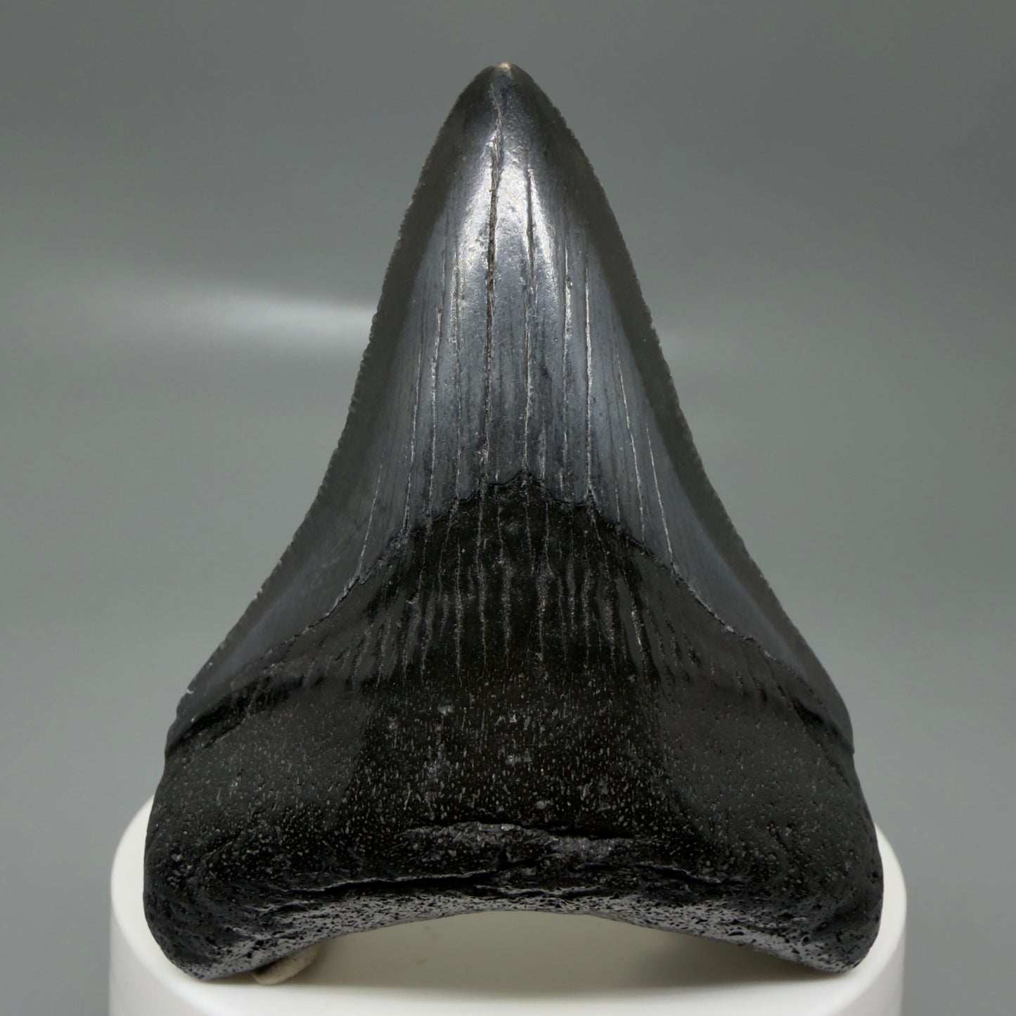 Front View 2.68" Dark colors Fossil Megalodon Tooth – South Carolina River Find | Authentic CM6134