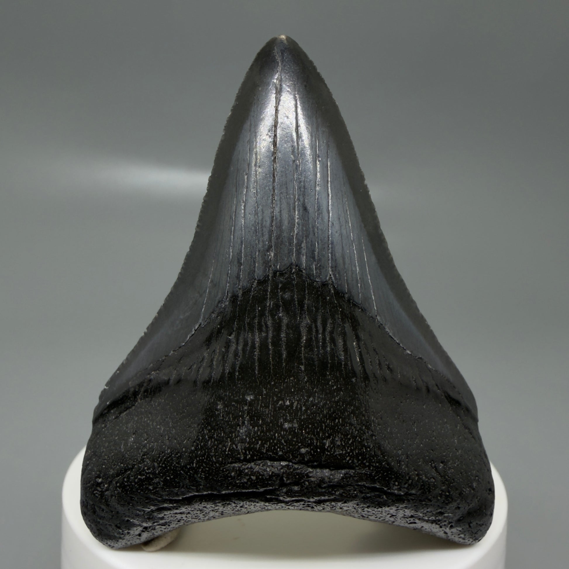 Front View 2.68" Dark colors Fossil Megalodon Tooth – South Carolina River Find | Authentic CM6134